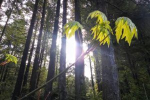 Spring In Willow’s Wood