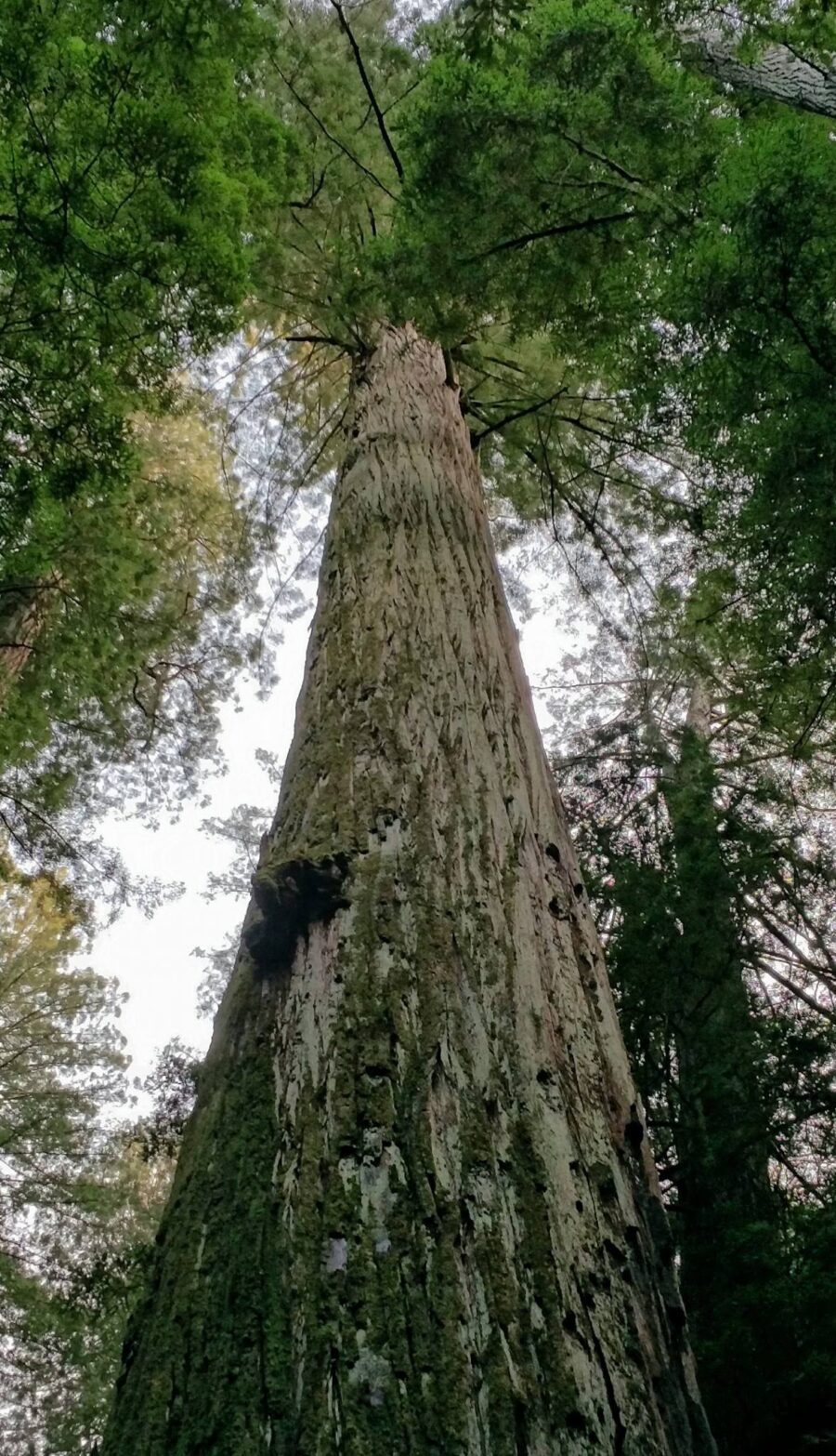 LESSONS FROM THE FOREST – Seasons of Growth