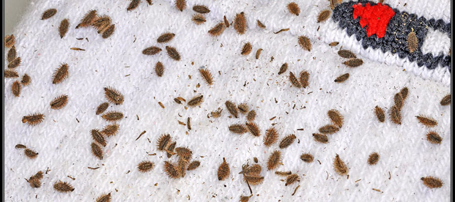 Seeds on cloth